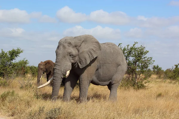 Afrikanischer Elefant African Elephant Loxodonta Africana — 스톡 사진