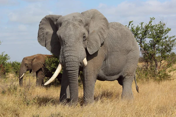 Afrikanischer Elefant African Elephant Loxodonta Africana — Zdjęcie stockowe