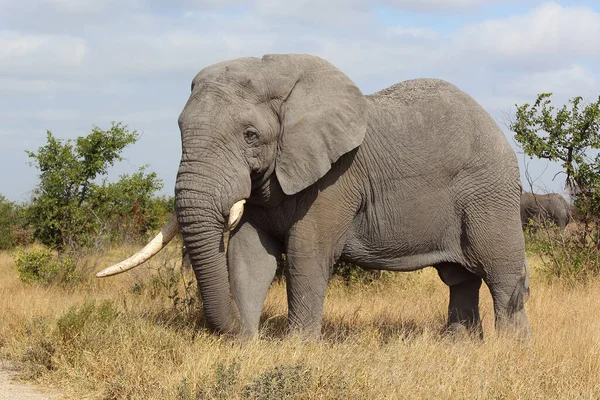 Африканский Слон Африканский Слон Loxodonta Africana — стоковое фото