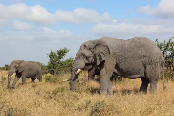 Afrikanischer Elefant African Elephant Loxodonta Africana — Foto de Stock