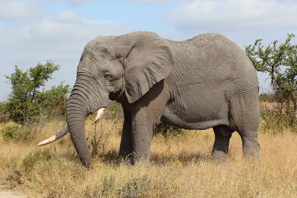 Afrikanischer Elefant African Elephant Loxodonta Africana — Zdjęcie stockowe