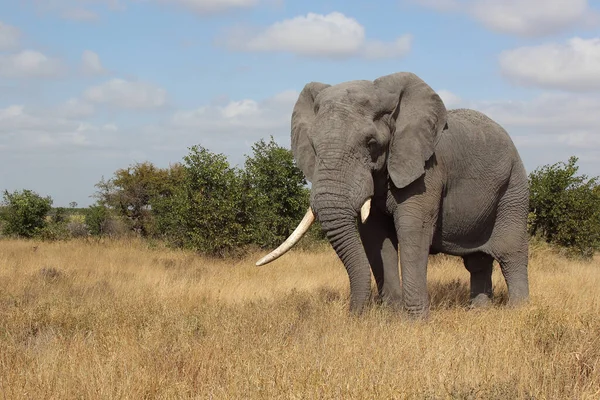 Afrikanischer Elefant African Elephant Loxodonta Africana — 스톡 사진