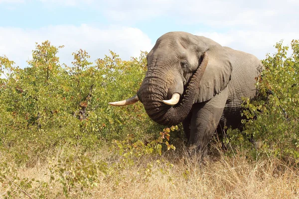 Afrikanischer Elefant Αφρικανικός Ελέφαντας Loxodonta Africana — Φωτογραφία Αρχείου