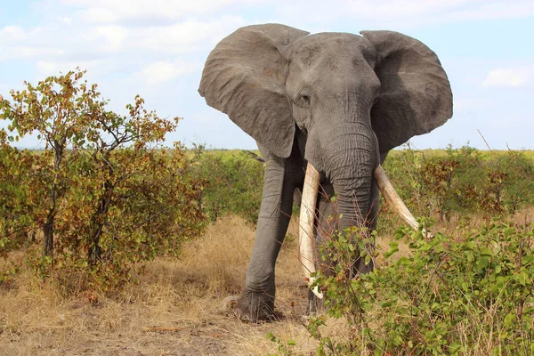 Afrikanischer Elefant African Elephant Loxodonta Africana — kuvapankkivalokuva