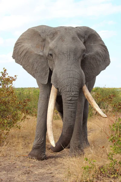 Afrikanischer Elefant African Elephant Loxodonta Africana — Zdjęcie stockowe