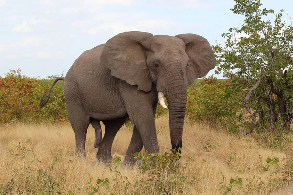 Afrikanischer Elefant African Elephant Loxodonta Africana — 스톡 사진