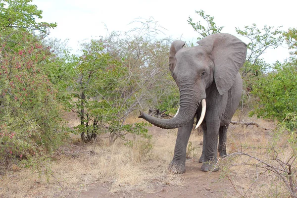 Afrikanischer Elefant African Elephant Loxodonta Africana — стокове фото