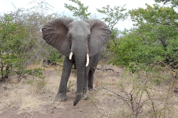 Afrikanischer Elefant African Elephant Loxodonta Africana — Zdjęcie stockowe