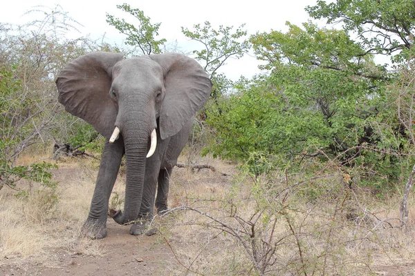 Afrikanischer Elefant African Elephant Loxodonta Africana — Stockfoto