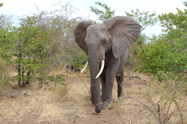 Afrikanischer Elefant African Elephant Loxodonta Africana — Stockfoto