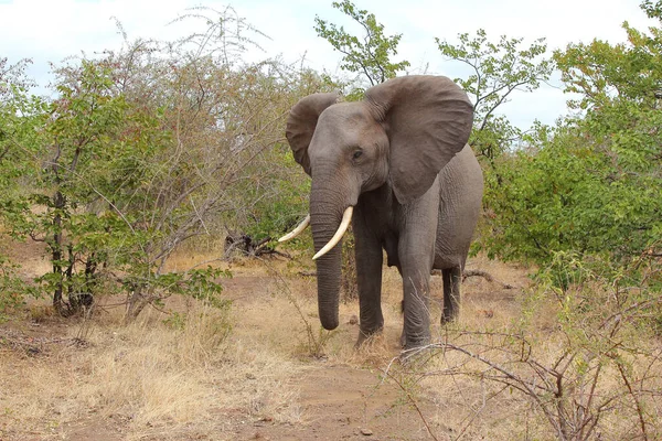 Afrikanischer Elefant African Elephant Loxodonta Africana — Stockfoto