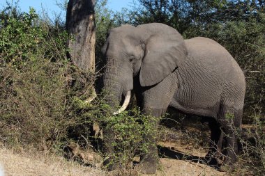 Afrikanischer Elefant / African elephant / Loxodonta africana