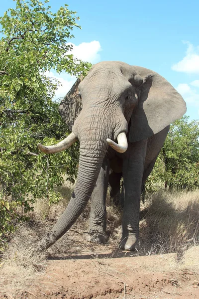 Afrikanischer Elefant African Elephant Loxodonta Africana — Zdjęcie stockowe