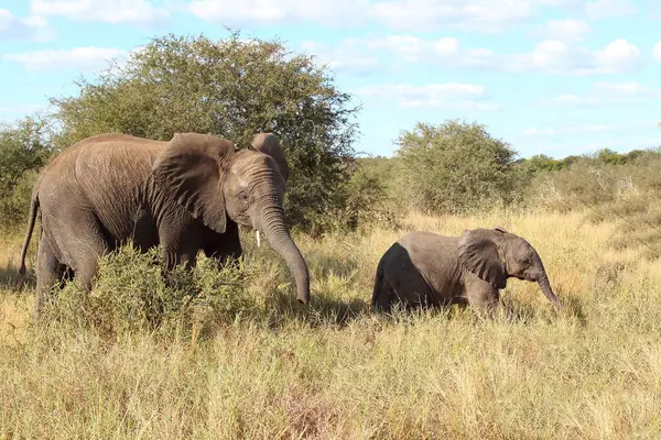 Afrikanischer Elefant African Elephant Loxodonta Africana — 스톡 사진