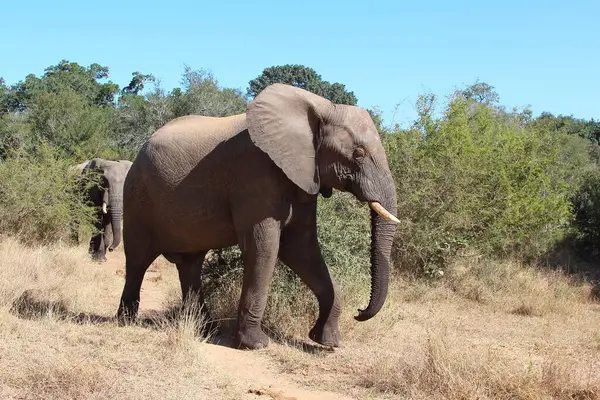 Afrikanischer Elefant African Elephant Loxodonta Africana — ストック写真