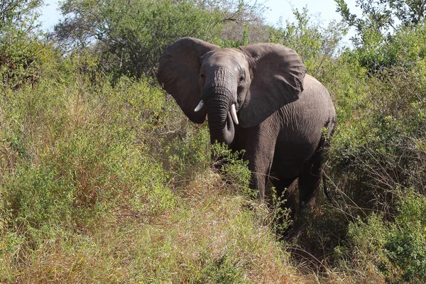 Afrikanischer Elefant African Elephant Loxodonta Africana — Stock Fotó