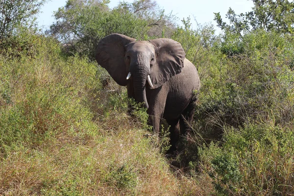 Afrikanischer Elefant African Elephant Loxodonta Africana — Stockfoto