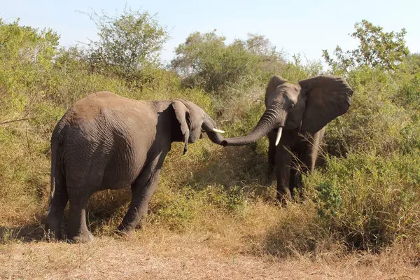 Afrikanischer Elefant African Elephant Loxodonta Africana — Stock Fotó