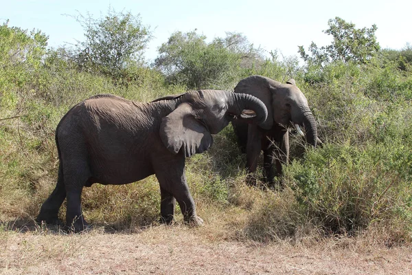 Afrikanischer Elefant African Elephant Loxodonta Africana — Stock Fotó