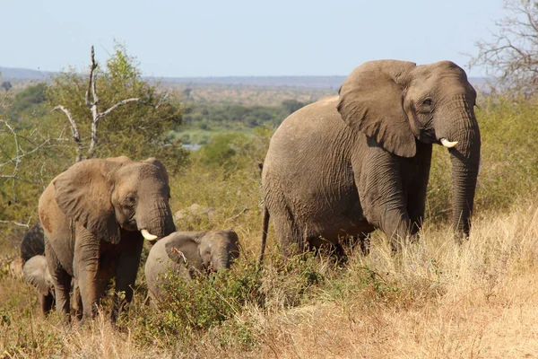 Afrikanischer Elefant African Elephant Loxodonta Africana — Foto de Stock