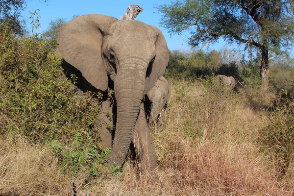 Afrikanischer Elefant African Elephant Loxodonta Africana — Stockfoto