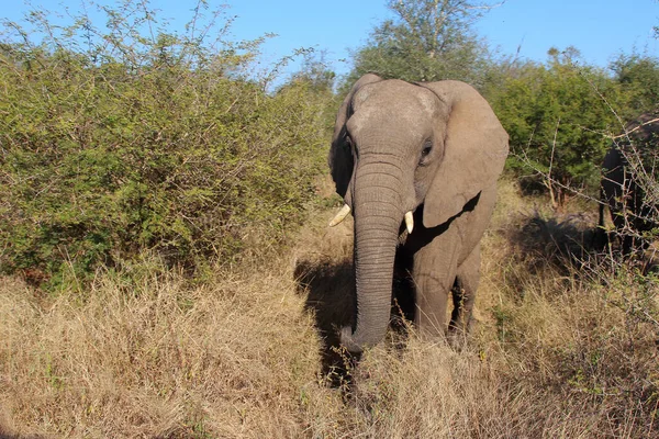 Afrikanischer Elefant African Elephant Loxodonta Africana — Stockfoto