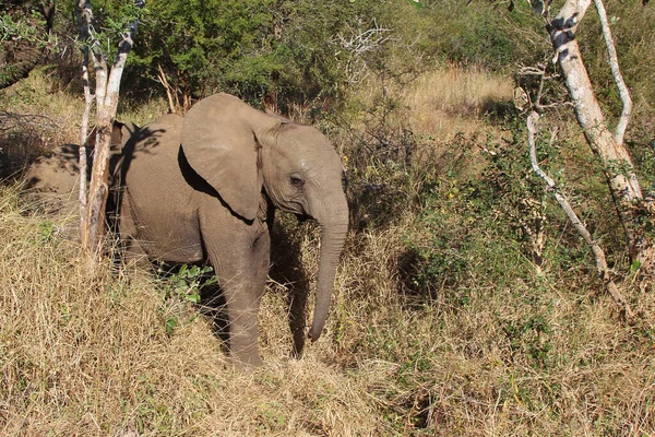 Afrikanischer Elefant African Elephant Loxodonta Africana — Stock Fotó