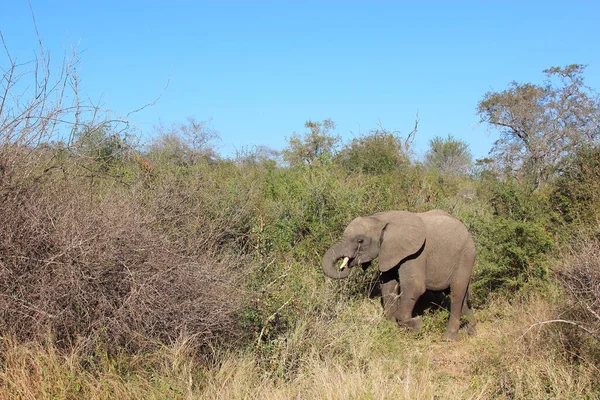 Afrikanischer Elefant African Elephant Loxodonta Africana — ストック写真