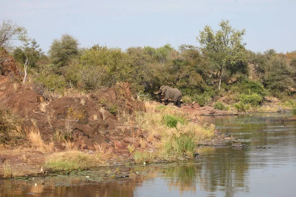 Afrikanischer Elefant Sweni River Elefante Africano Sweni River Loxodonta Africana — Fotografia de Stock