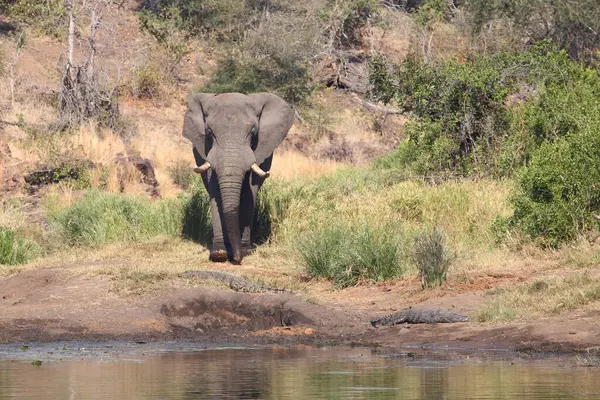 Afrikanischer Elefant Und Nilkrokodil African Elephant Nile Crocodile Loxodonta Africana — Zdjęcie stockowe