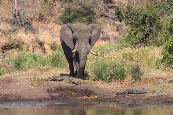 Afrikanischer Elefant Und Nilkrokodil African Elephant Nile Crocodile Loxodonta Africana — Stockfoto
