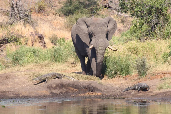 Afrikanischer Elefant Und Nilkrokodil African Elephant Nile Crocodile Loxodonta Africana — Stock Fotó