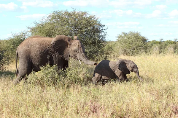 Afrikanischer Elefant African Elephant Loxodonta Africana Royalty Free Stock Images