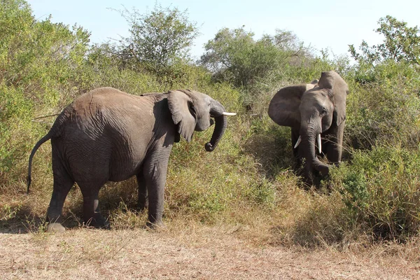 Afrikanischer Elefant African Elephant Loxodonta Africana Royalty Free Stock Images