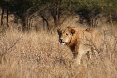Afrikanischer Loewe / Afrikalı Aslan / Panthera Leo