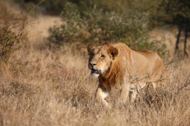 Afrikanischer Loewe / Afrikalı Aslan / Panthera Leo