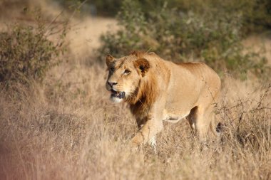Afrikanischer Loewe / Afrikalı Aslan / Panthera Leo