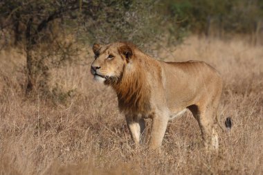 Afrikanischer Loewe / Afrikalı Aslan / Panthera Leo