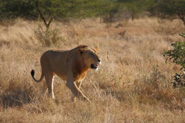 Afrikanischer Loewe / Afrikalı Aslan / Panthera Leo