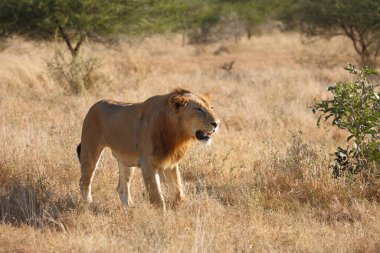 Afrikanischer Loewe / Afrikalı Aslan / Panthera Leo