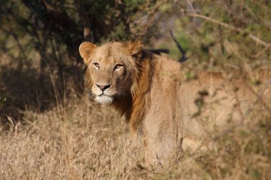 Afrikanischer Loewe / Afrikalı Aslan / Panthera Leo
