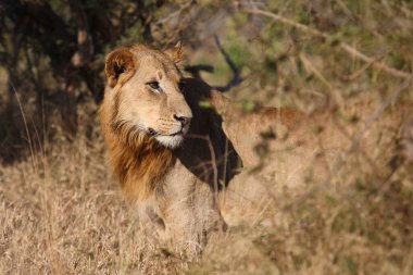 Afrikanischer Loewe / Afrikalı Aslan / Panthera Leo