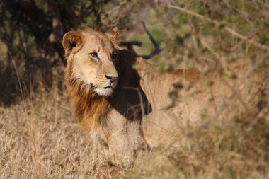 Afrikanischer Loewe / Afrikalı Aslan / Panthera Leo