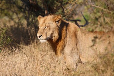 Afrikanischer Loewe / Afrikalı Aslan / Panthera Leo