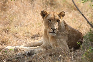 Afrikanischer Loewe / Afrikalı Aslan / Panthera Leo