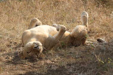 Afrikanischer Loewe / Afrikalı Aslan / Panthera Leo