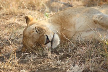 Afrikanischer Loewe / Afrikalı Aslan / Panthera Leo