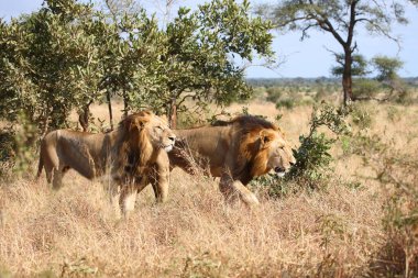 Afrikanischer Loewe / Afrikalı Aslan / Panthera Leo