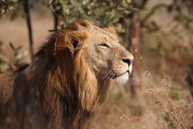 Afrikanischer Loewe / Afrikalı Aslan / Panthera Leo
