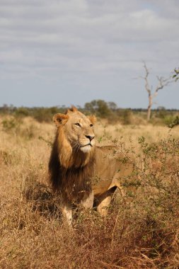 Afrikanischer Loewe / Afrikalı Aslan / Panthera Leo